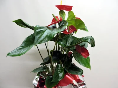 Anthurium