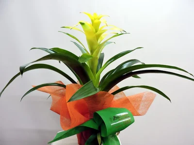Guzmania