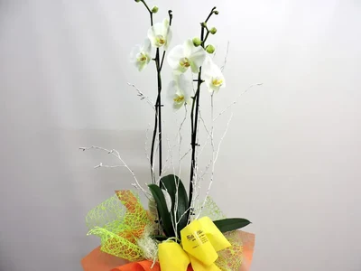 Orquidea