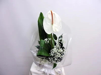 Un Anthurium Blanco Preparado