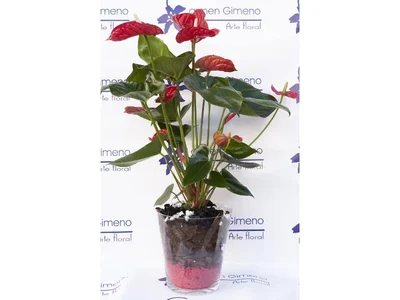 Anthurium