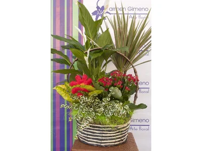 Centro Plantas Aire
