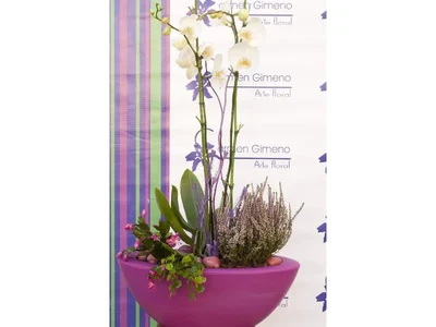 Centro Plantas composición Frío