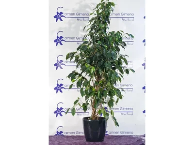 Ficus Benjamina