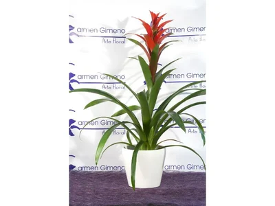 Guzmania
