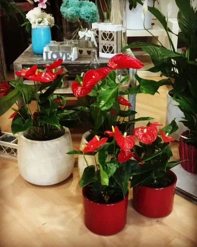 Anthurium Rojo