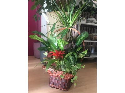 Centro de Plantas en Cesta de Mimbre grande