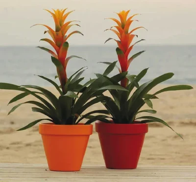 Guzmania