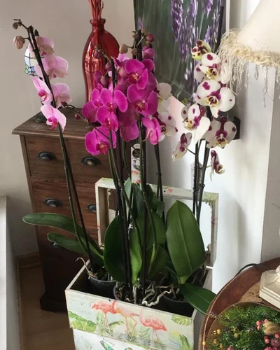Orquidea 3 varas