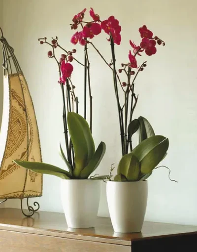 Plantas