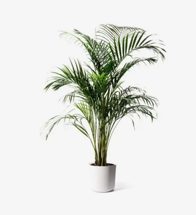 Areca