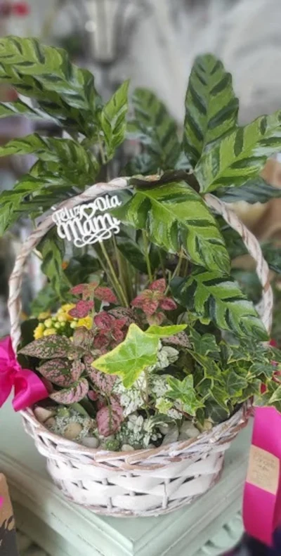 Cesta grande de Plantas