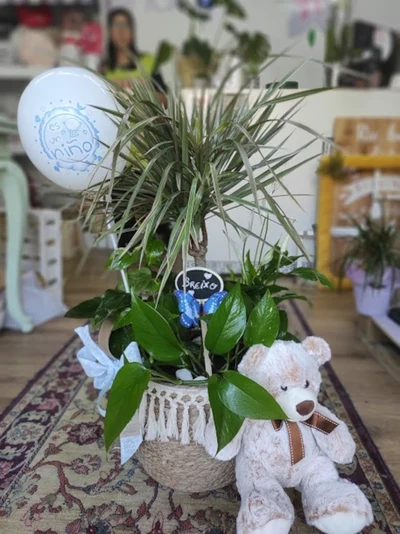 Cesto Plantas Nacimiento