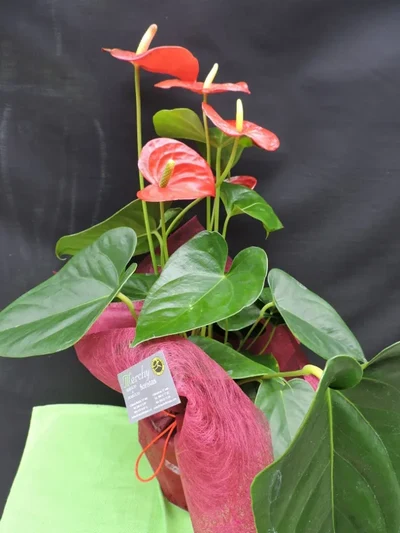 Anthurium