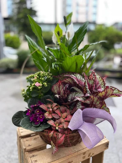 Cesta de Plantas
