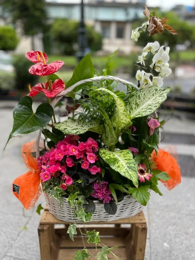 Cesta de Orquidea y Plantas