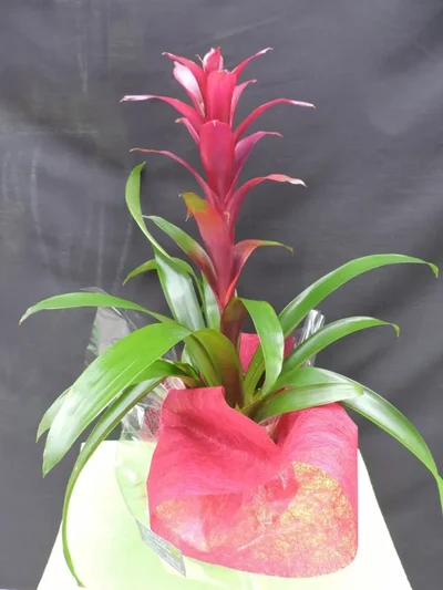 Guzmania