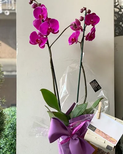 Orquidea