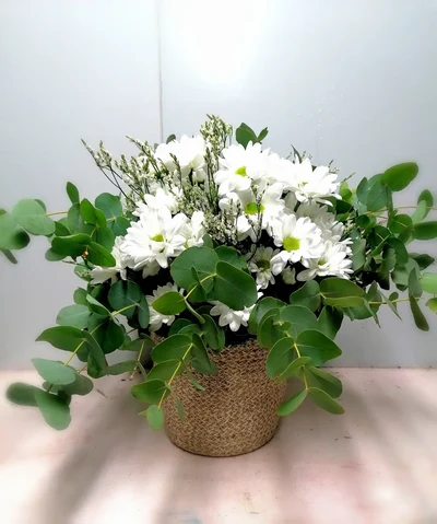 Cesta de Margaritas Blancas