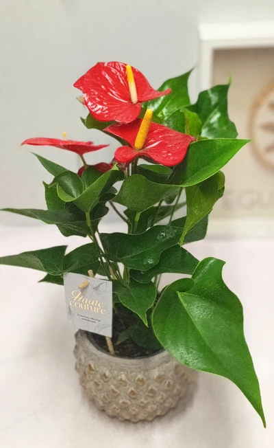 Anthurium
