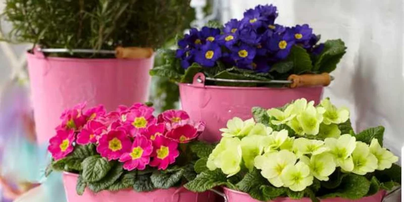 Marjus Floristas