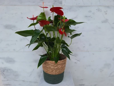 Anthurium Rojo
