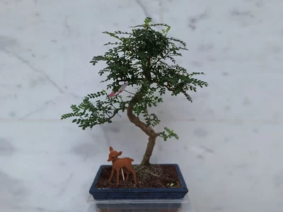 Bonsai