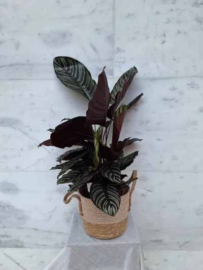 Calathea