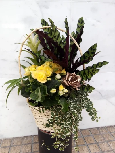 Composición Plantas Bodas de Oro