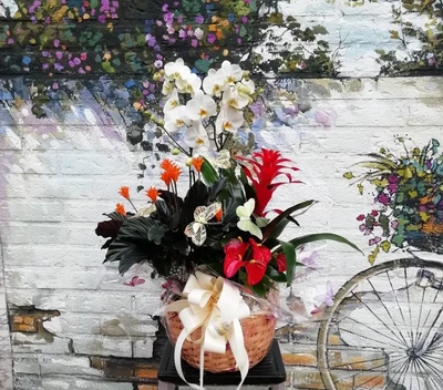 Composición Plantas Deluxe
