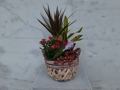 Centros de Plantas