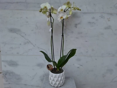 Orquidea Blanca