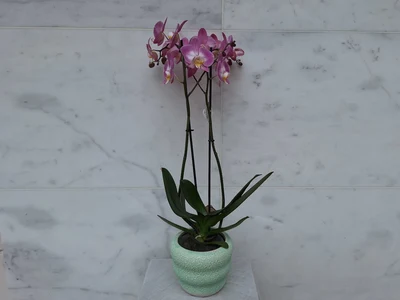 Orquidea Morada