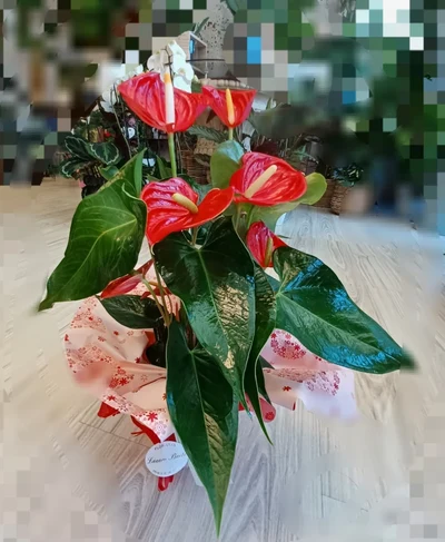 Anthurium vermello