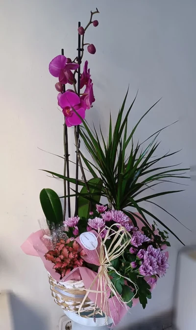 Cesta con Orquídea e plantas de tempada