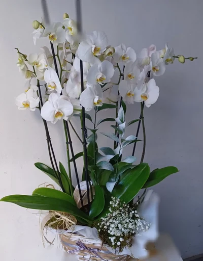 Centro de orquídeas