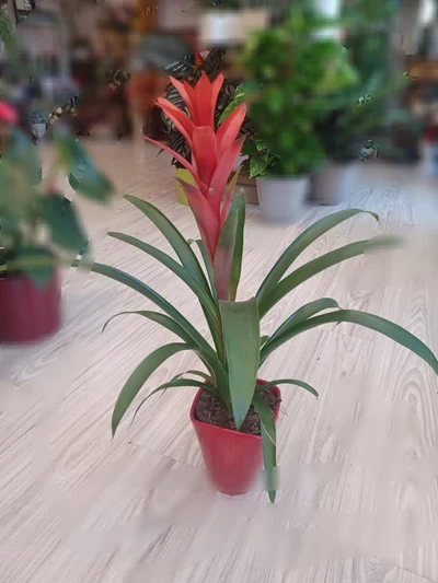 Guzmania